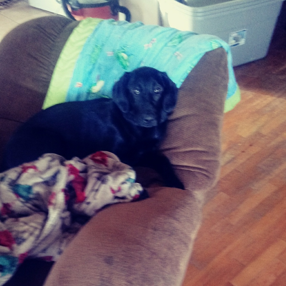 Meet your Posher, Morgan